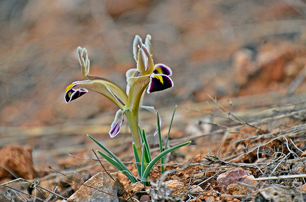 Malatya dağlarında nevruz