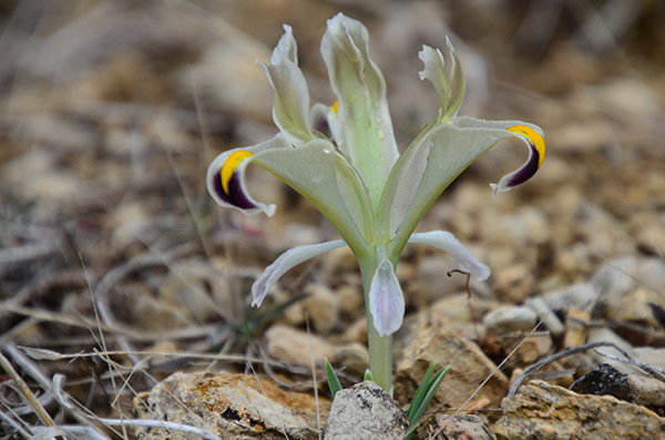 Malatya dağlarında nevruz