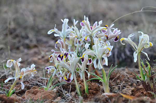 Malatya dağlarında nevruz