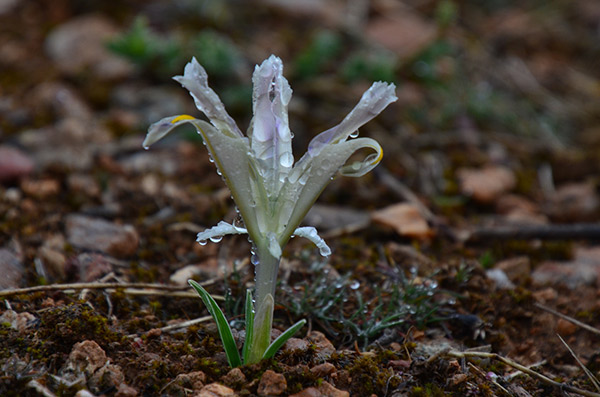 Malatya dağlarında nevruz