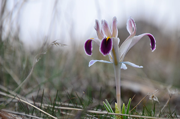 Malatya dağlarında nevruz