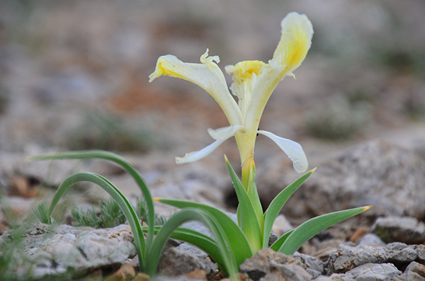 Malatya dağlarında nevruz