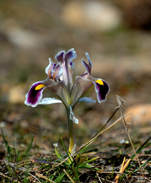 Malatya dağlarında nevruz