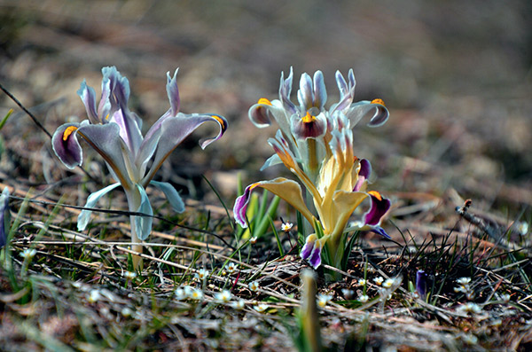 Malatya dağlarında nevruz