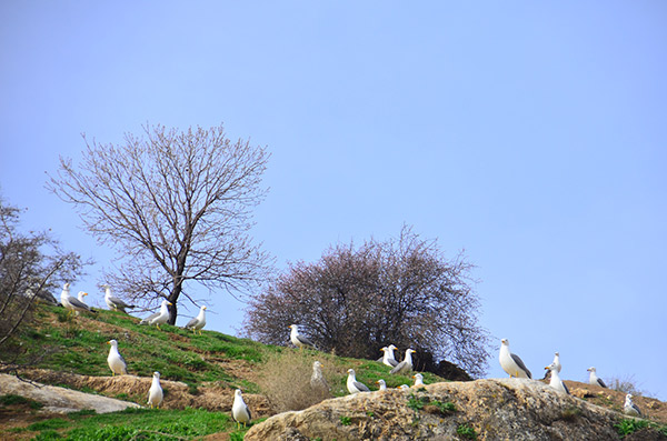 Martı Adası... Güneyce Köyü/İzollu/Malatya (Kömürhan Köprüsü karşısı)