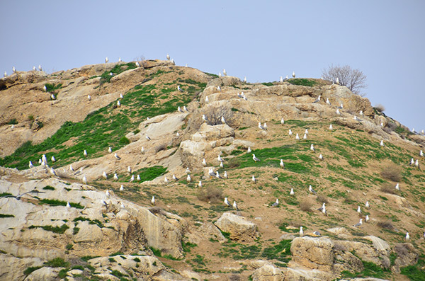 Martı Adası... Güneyce Köyü/İzollu/Malatya (Kömürhan Köprüsü karşısı)