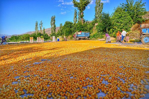 Kayısıda en çok kadınların emeği var, o yüzden lezzetli galiba... 