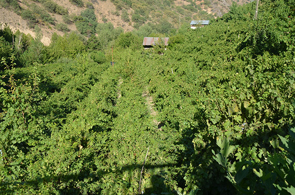 Koru (Tepte) Köyü/Arapgir