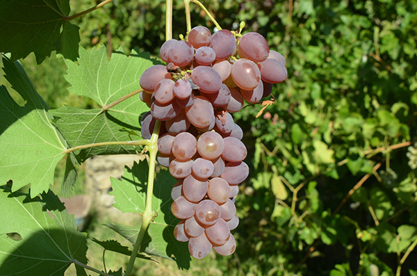 Koru (Tepte) Köyü/Arapgir