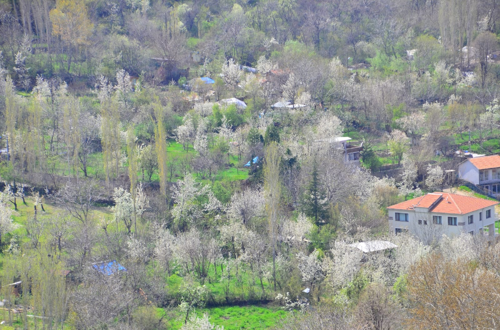 Gündüzbey'de bahar ve kiraz çiçekleri