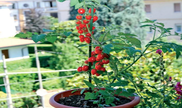 Balkonumuzu tarla yapabilirmişiz! Ev hanımları çiftçiliğe hazırlanın: Öyle bir yöntem var ki...