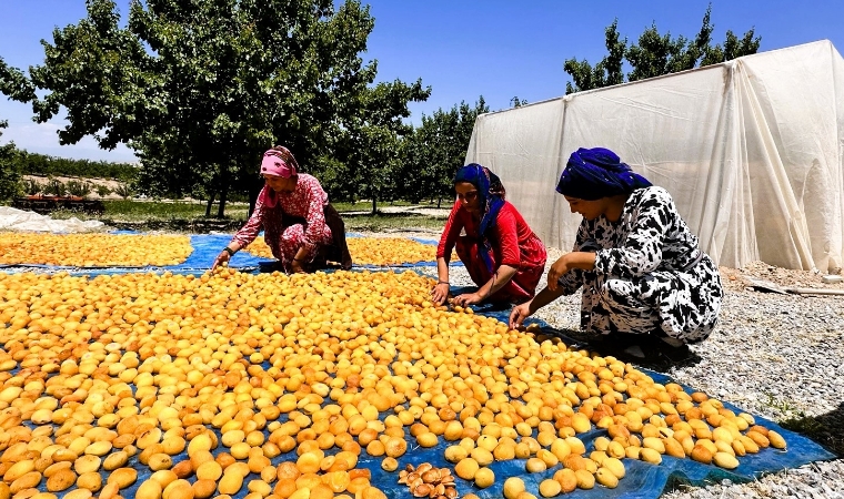 Deprem bölgesi Malatya'da birçok bölgede rekolte oldukça düşük!