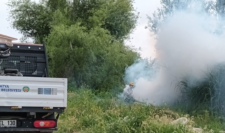 Deprem Bölgesi Malatya'da sıcaklık artışı haşereyi de artırınca...