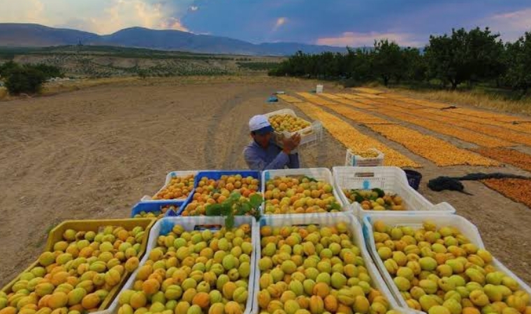 Malatya'da kayısı hasadı başladı! Peki, Şire Pazarının akıbeti ne olacak?