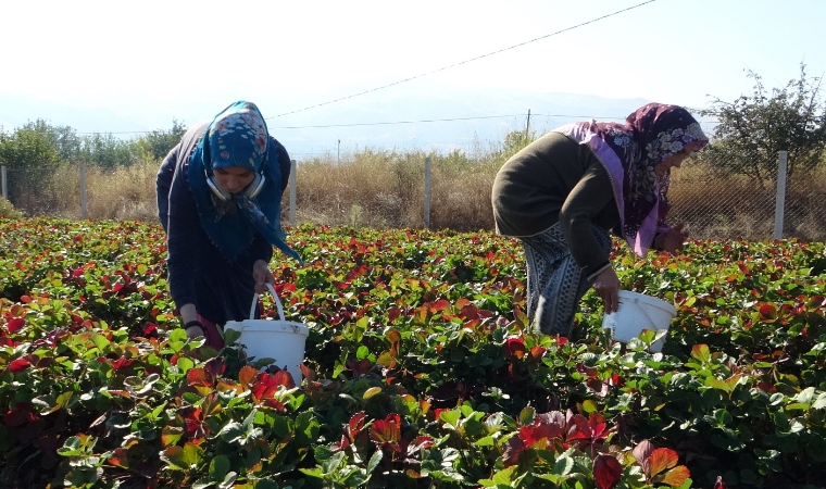 Malatya'da çilekte sezonun son hasadı yapılıyor!