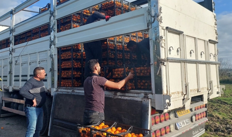 Seferihisar Belediyesinden depremzedelere 15 ton mandalina!