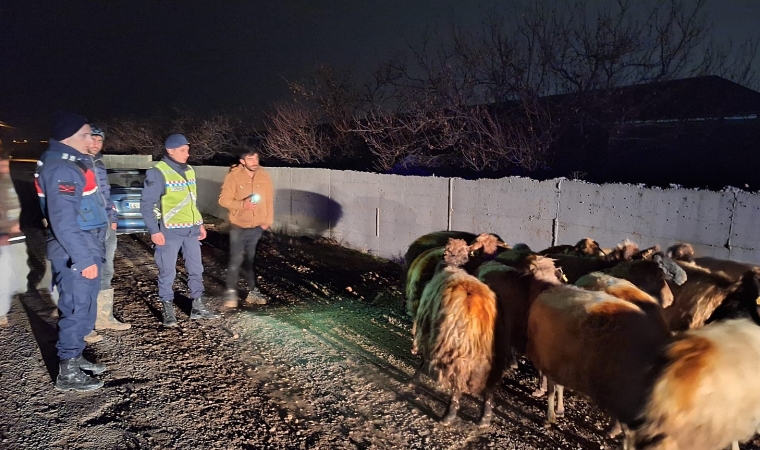 Kaybolan koyunlar jandarmayı alarma geçirdi!