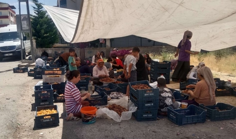 Malatya'da Kayısıda Patik Dönemi Başladı: Ev Ekonomisine Katkı Sağlıyorlar