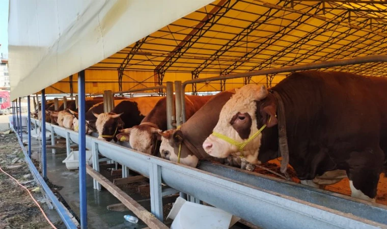 Malatyalıların Çoğunlukta Yaşadığı İstanbul’da ’Kurban Timi’ kuruldu