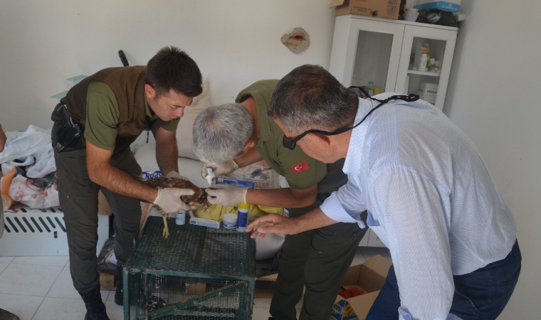 Malatya'da, Yaralı Kızıl Şahin Tedavi Altına Alındı