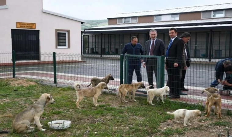 Hayvanları Koruma Kanunu ’Resmi’leşti!