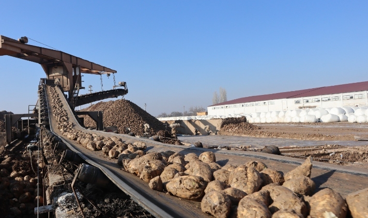 Pancar Alım Kampanyası Başladı: Malatya Şeker Fabrikası 55 Bin Ton Şeker Üretecek!