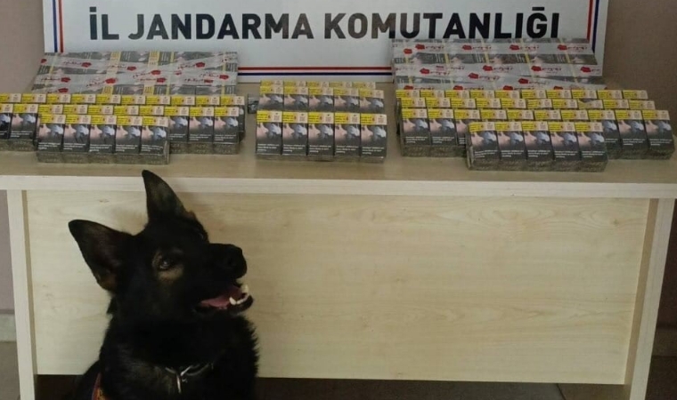 Jandarmadan Kaçak Sigara Operasyonu: Çay ve Tütün Köpeği Devrede