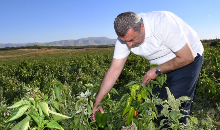 Malatya’nın Kapya Biberleri ABD Yolunda: Yeni Bir Başarı Hikayesi...