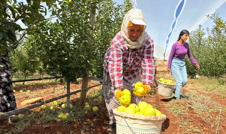 Tarladan Tabağa: Elma Fiyatlarında Şok Fark!