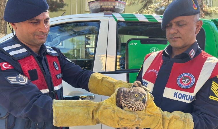 Yaralı Şahin, Kanat Altında! Jandarma Gözünden Kaçmadı