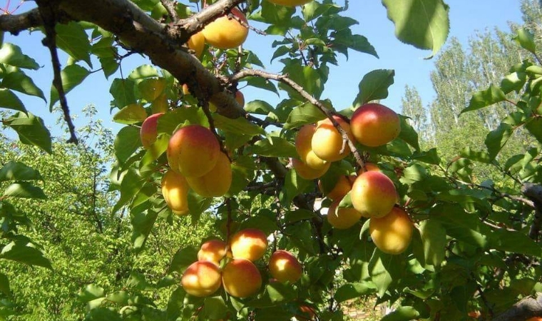 Suat GÜLŞEN / Sarı Gül