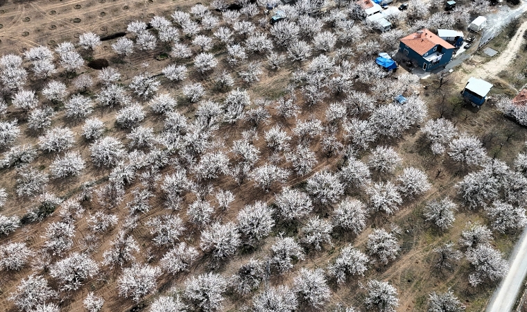 Kayısı Çiçekleri Bahara Merhaba Dedi! Ancak Meteorolojik Uyarı Çiftçiyi Korkutuyor