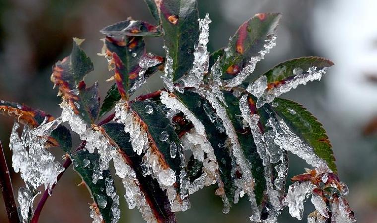 Meteoroloji'den Çiftçilere Kritik Çağrı: Zirai Dona Karşı Önlem Alın!