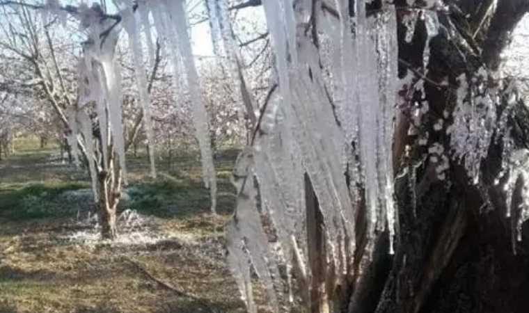 Zirai Don Uyarısı! Elazığ, Malatya, Adıyaman, Bingöl ve Tunceli’de Risk Artıyor