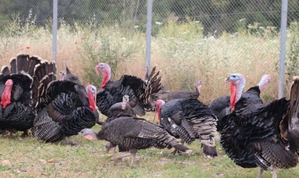 Hindi Eti Üretimi 8 Ayda Yüzde 17,1 Arttı